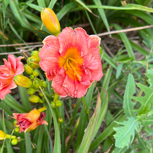 Microchip, perennial Daylily