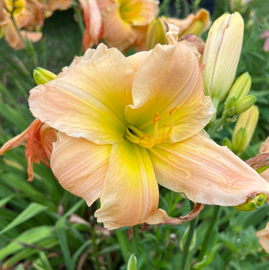 Jealous refinement, perennial Daylily