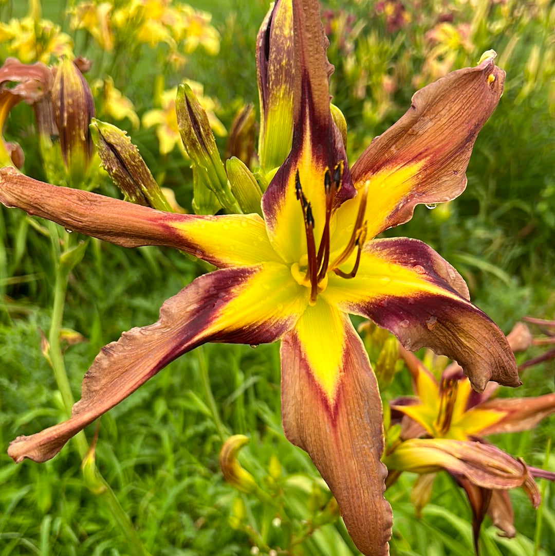 Brown exotica, perennial Daylily