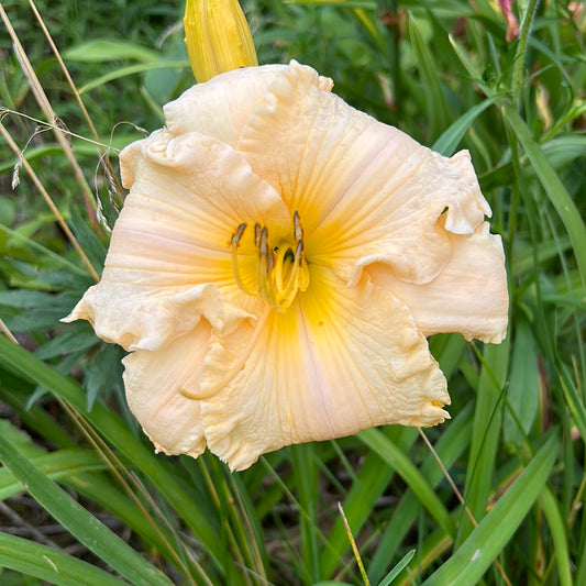 Presumed innocent, perennial Daylily