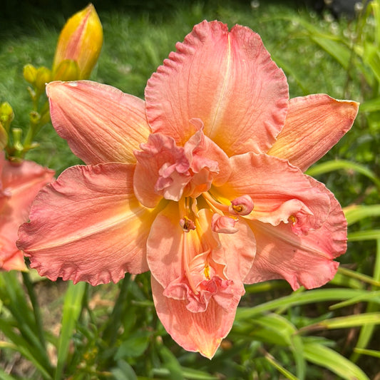 Jeweled Tiara, perennial Daylily