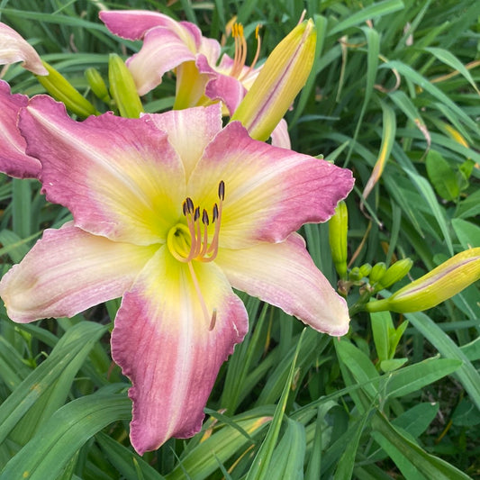 Heavenly Mr. fantastic, perennial Daylily