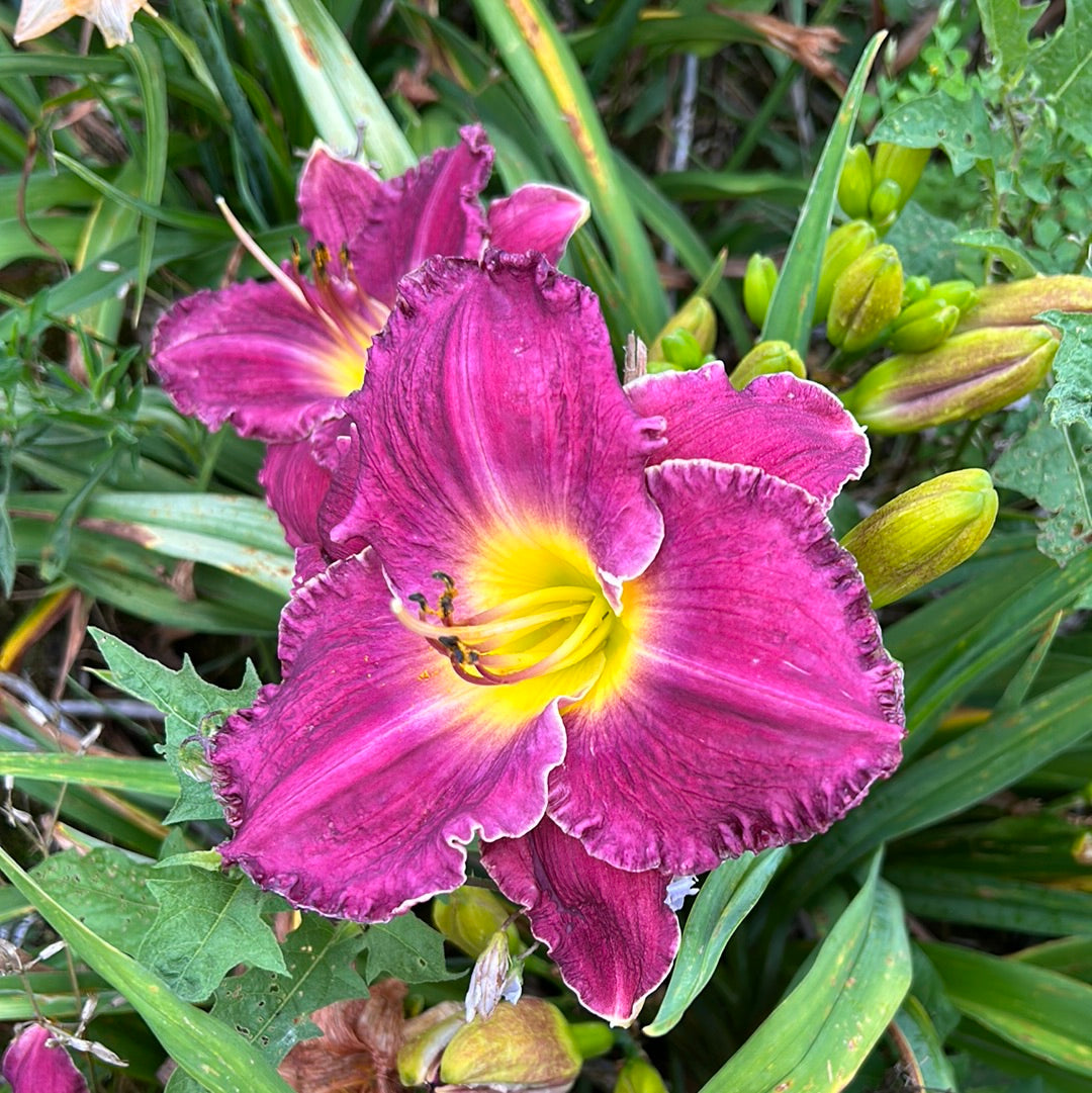 Blackbeard pirate, perennial Daylily