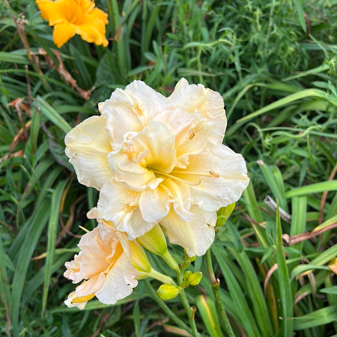 Jean swan, perennial Daylily