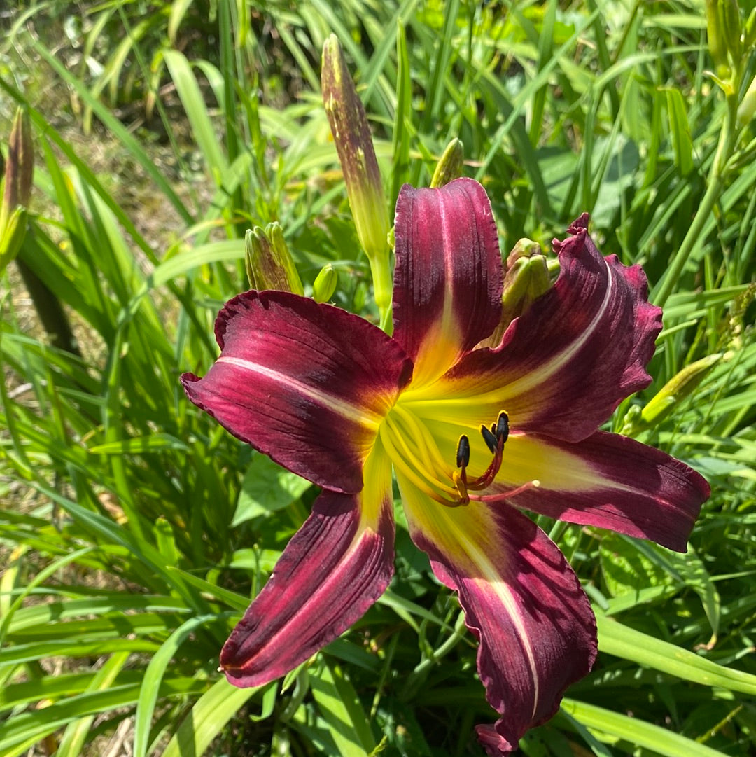 Off To See the Wizard Daylily Perennial Plant