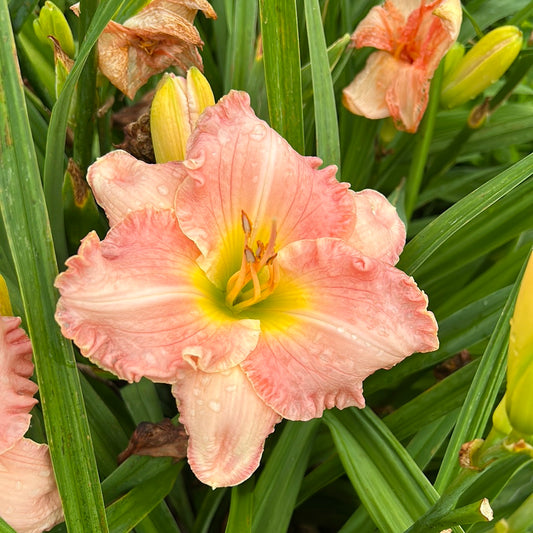 Rose Hampton, perennial Daylily