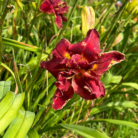 Topguns fireball, perennial Daylily