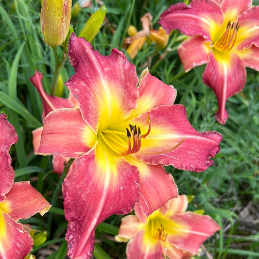 Long legged lap dancer, perennial Daylily