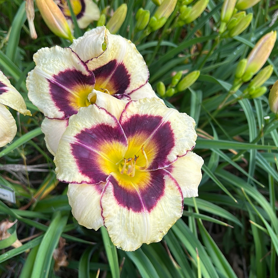 Black Mingo, perennial Daylily