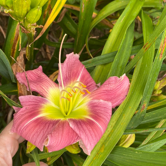 Eyes that see, perennial Daylily