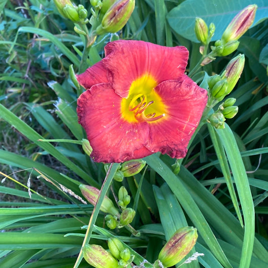 Leonard Bernstein, perennial Daylily