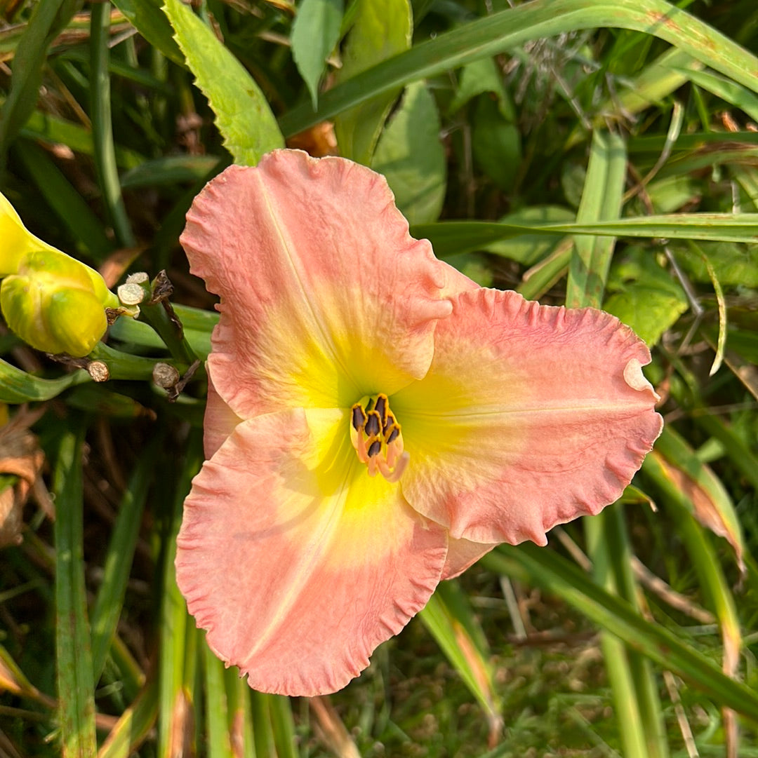 Superficial sighs, perennial Daylily