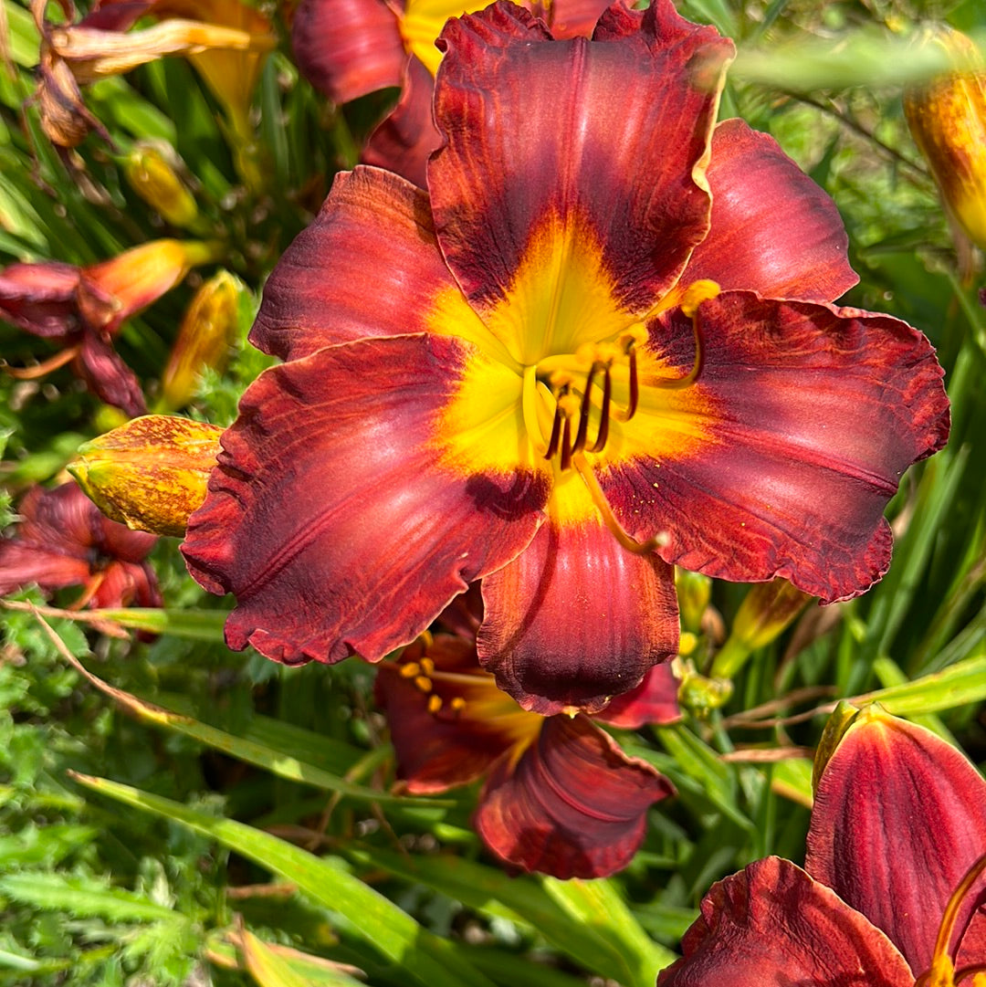 Matthew Martin, perennial Daylily