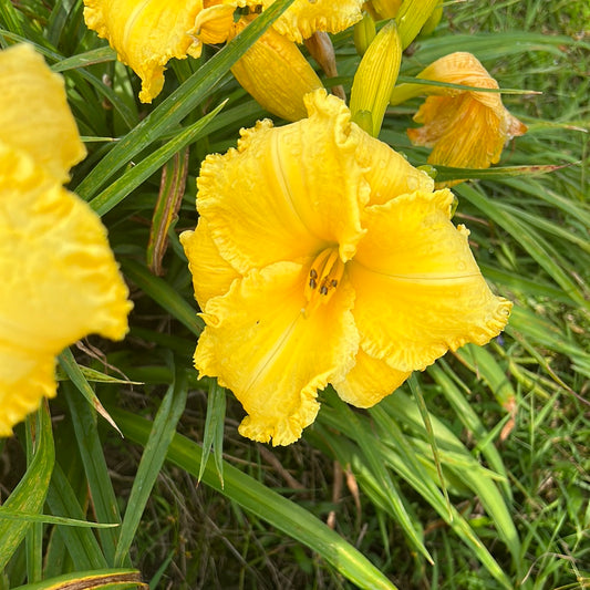 Erin Lea, perennial Daylily