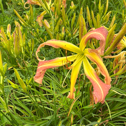 Heavenly Mr. twister, perennial Daylily