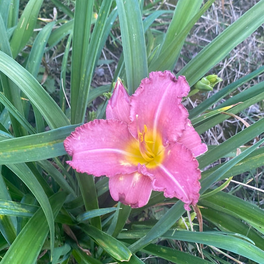 Evening rapture, perennial Daylily