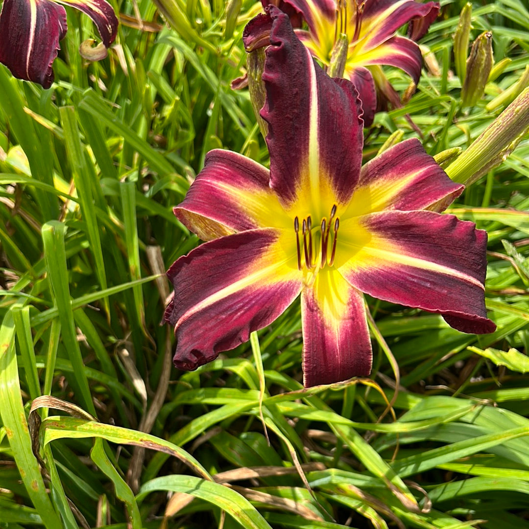 Creature of the night, perennial Daylily