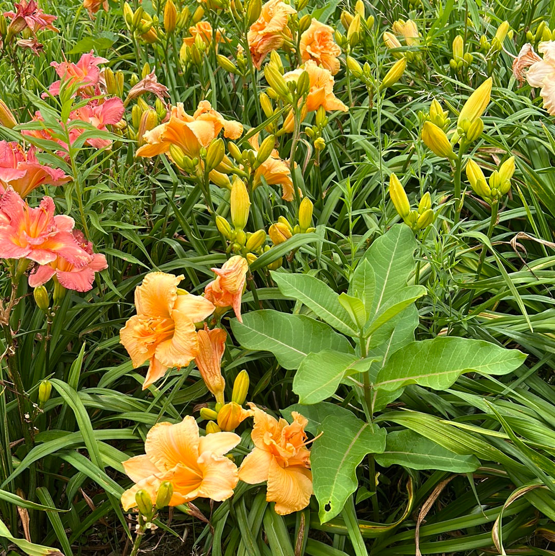 Margaret Tucker, perennial Daylily