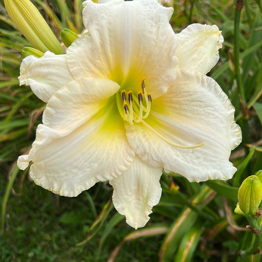 White perfection, perennial Daylily