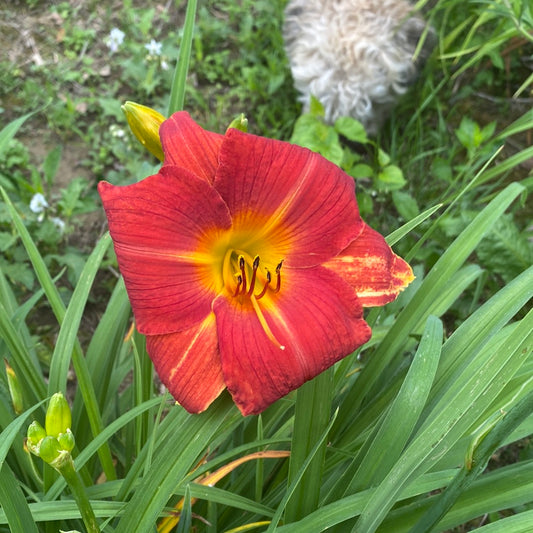 Tom wise, perennial Daylily