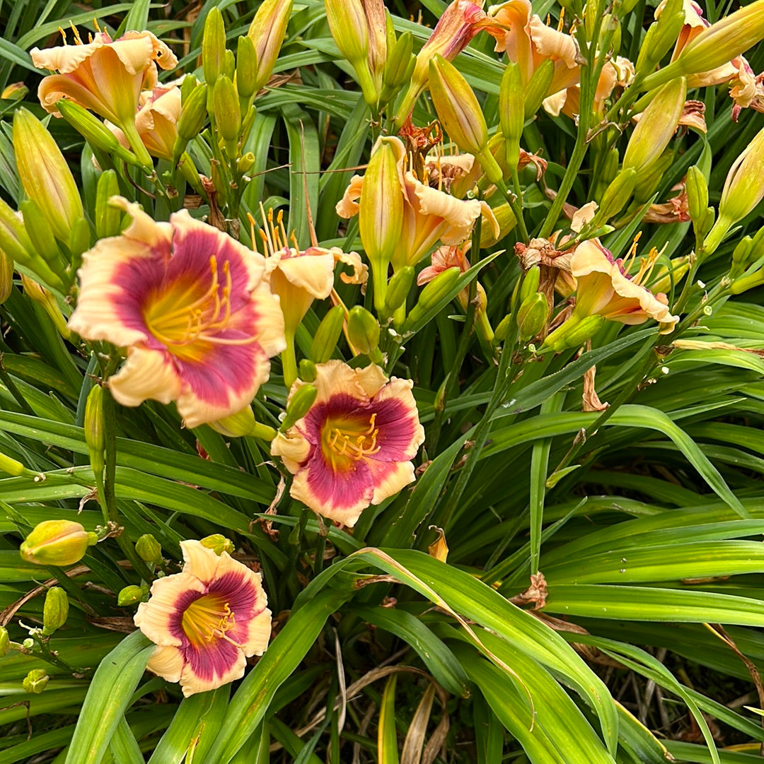 Lollipop kid, perennial Daylily