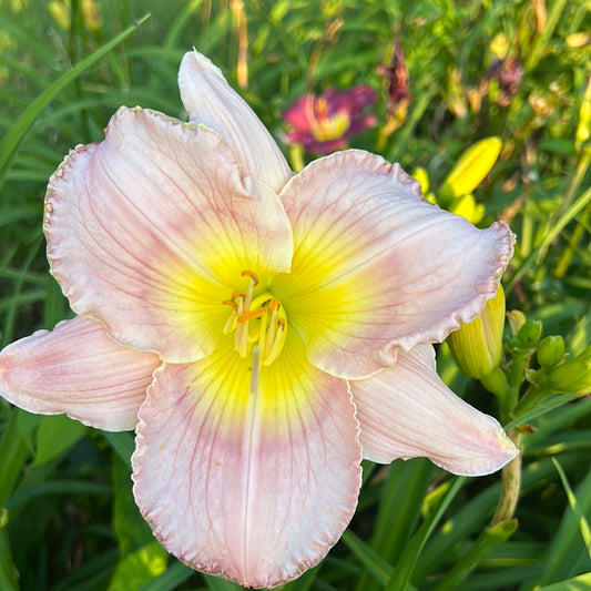 Shadow dream song, perennial Daylily