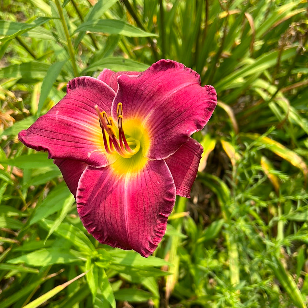 Julian Cohen, perennial Daylily