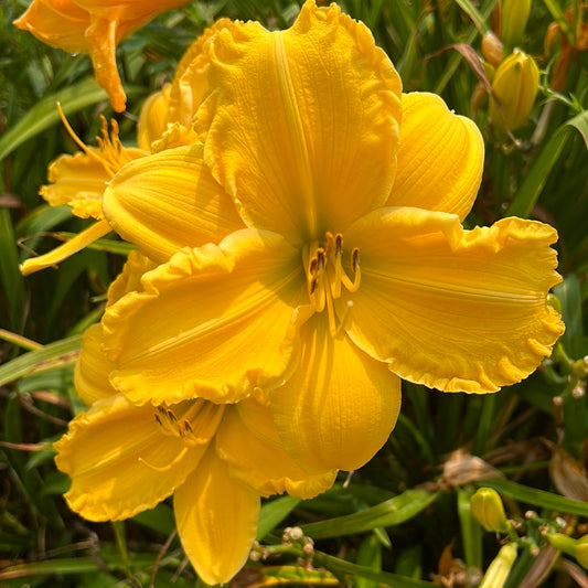 Jen melon, perennial Daylily