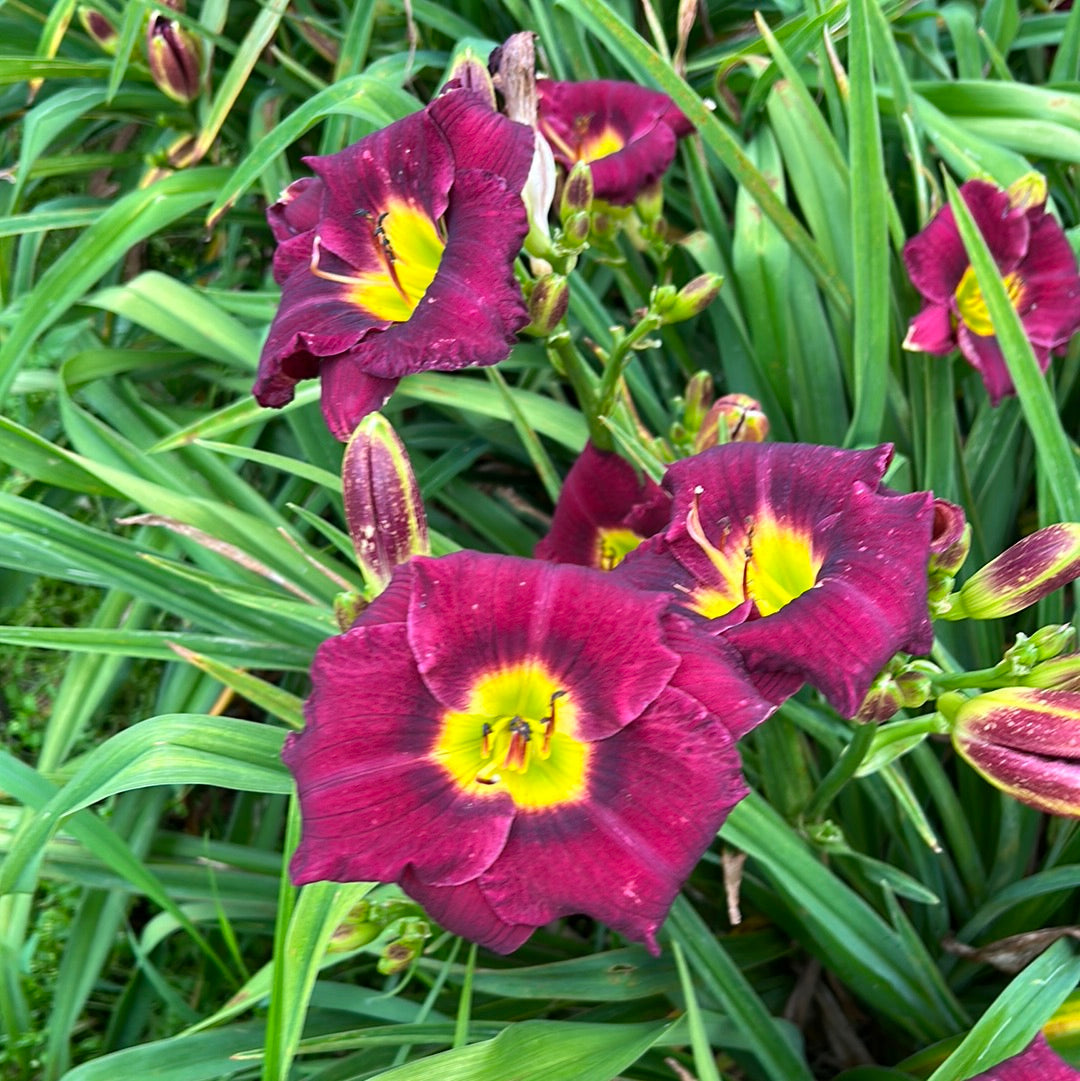 Royal Occasion Daylily Perennial Plant