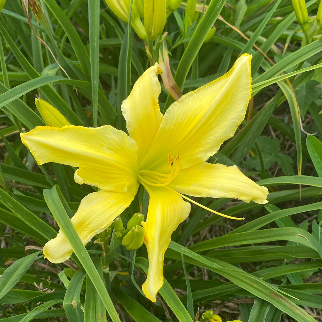 Risen star, perennial Daylily