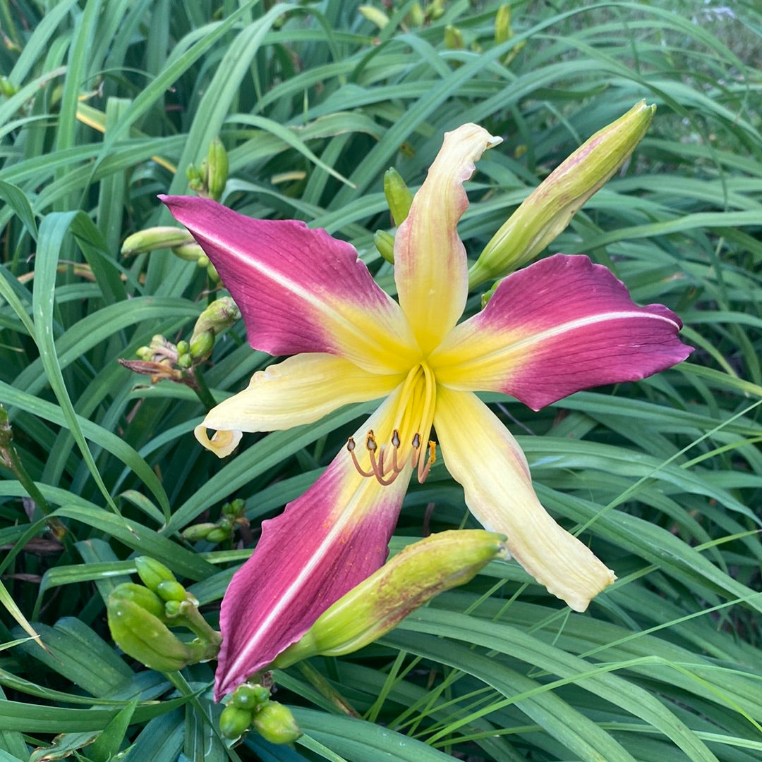 Radiation biohazard, perennial Daylily