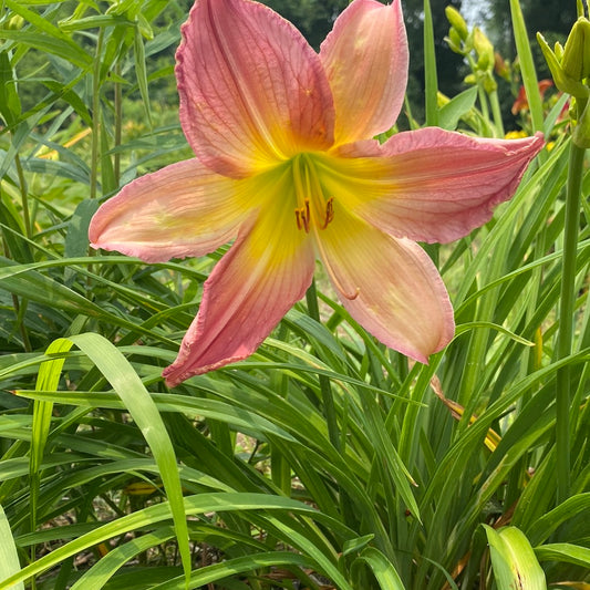 Rabbit ears, perennial Daylily