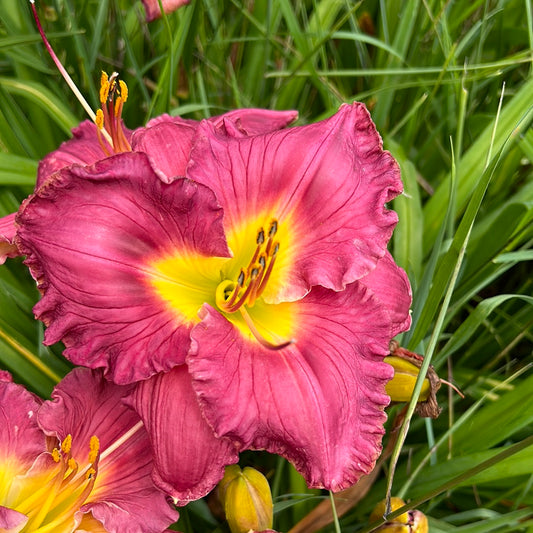 Barney, perennial Daylily