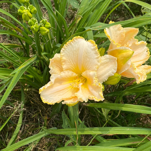 Great white, perennial Daylily