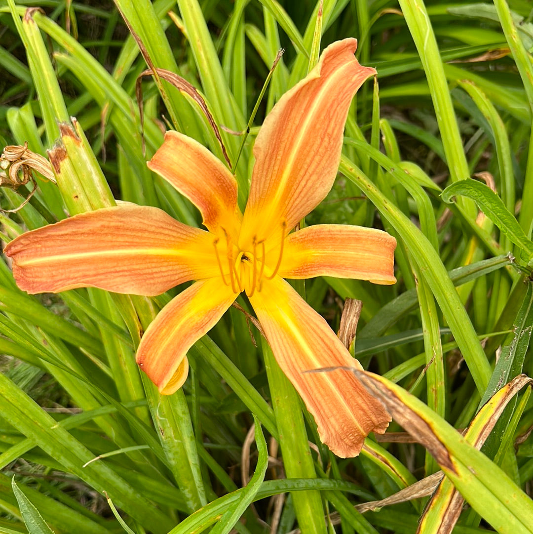 Coral spider, perennial Daylily