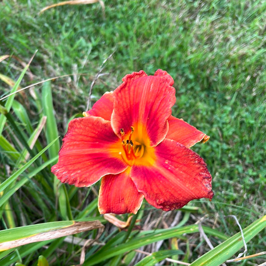 Hot tamales and red hots, perennial Daylily