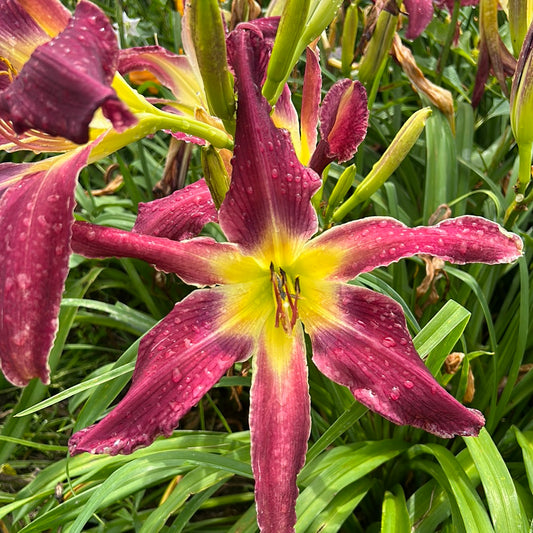 Papa Smurf, perennial Daylily