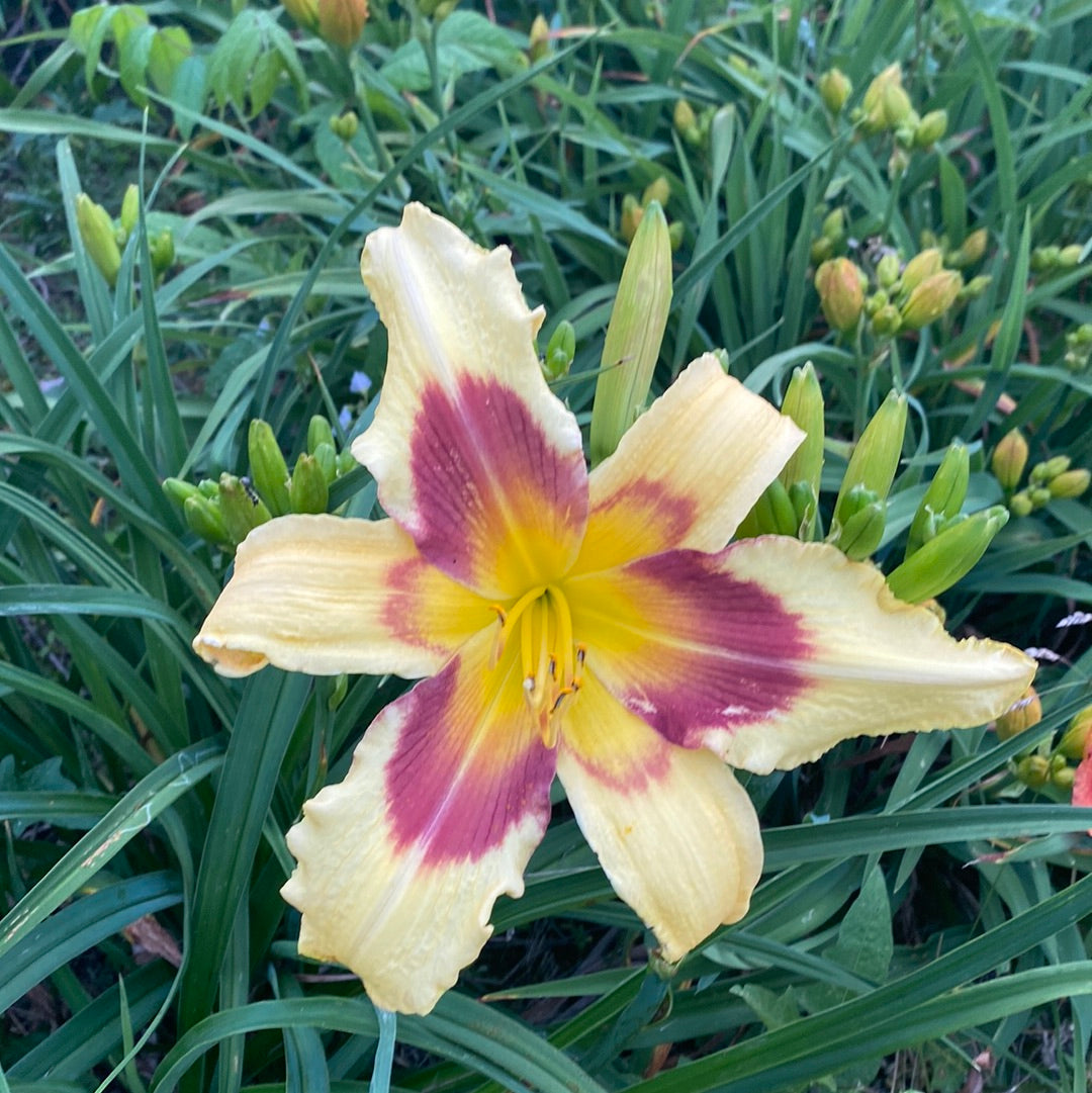 Moroccan madness, perennial Daylily