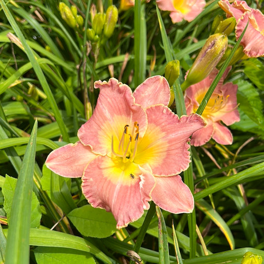 Itza pink Teddy, perennial Daylily