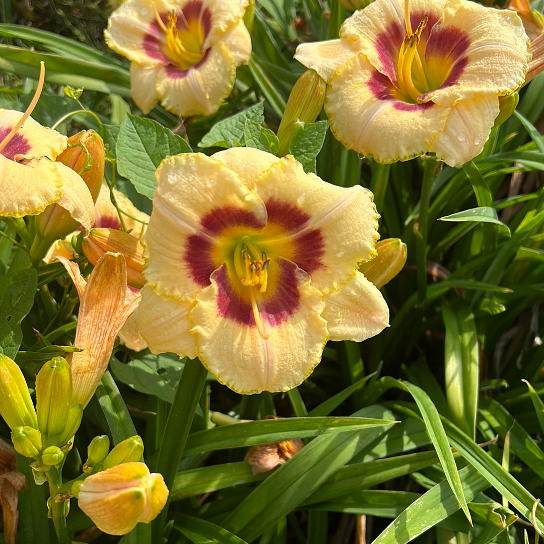 Custard candy, perennial Daylily