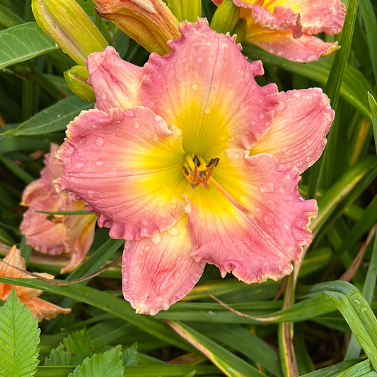 Chance encounter, perennial Daylily