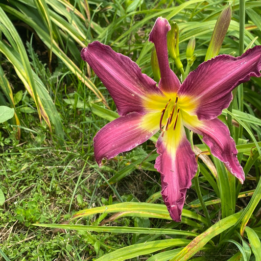 Purple many faces, perennial Daylily