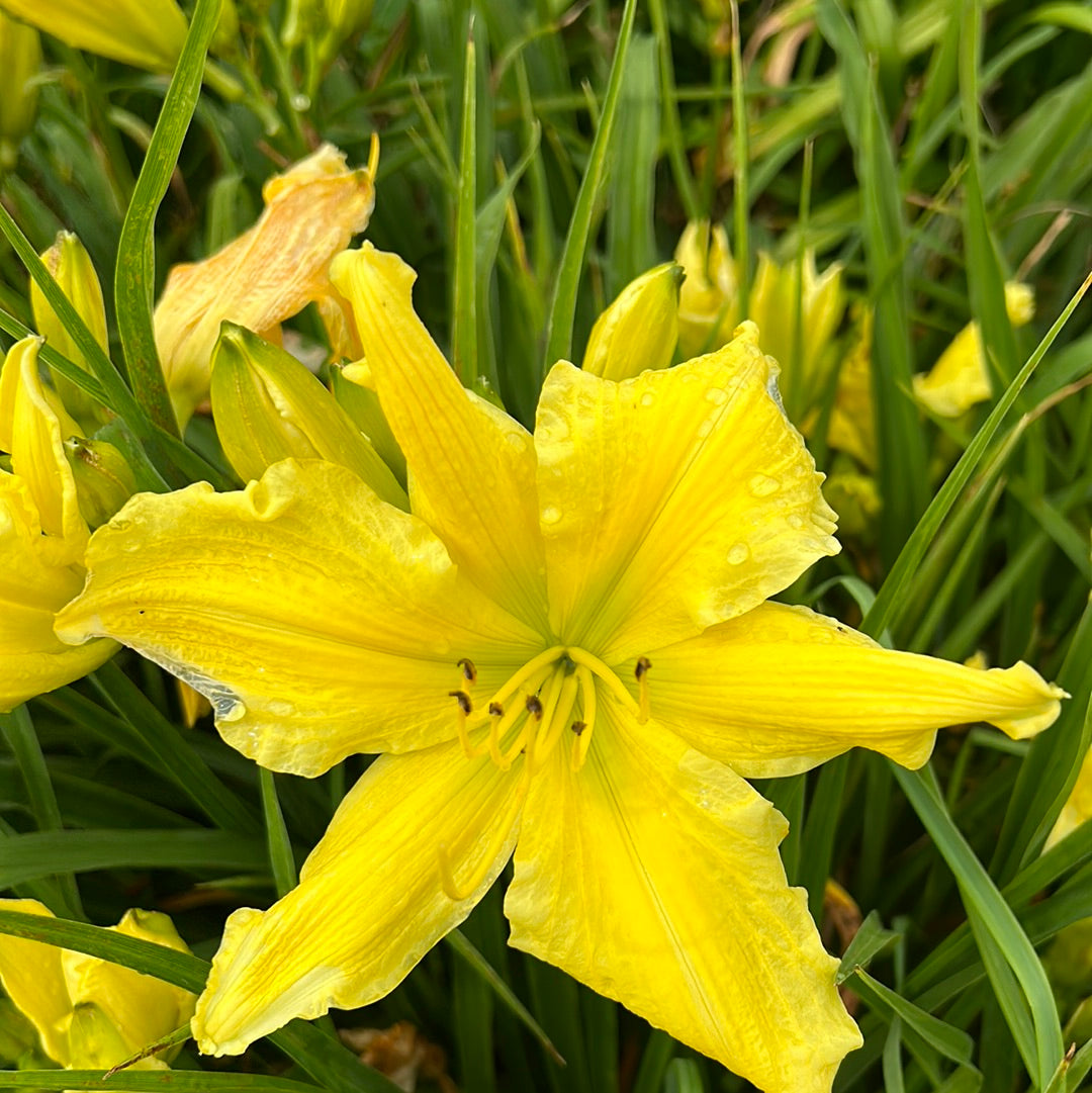 Claws, perennial Daylily