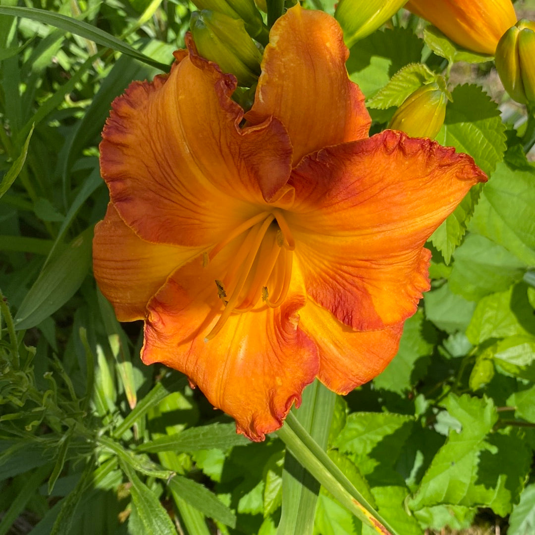 Wyoming Wildfire Daylily Perennial Plant