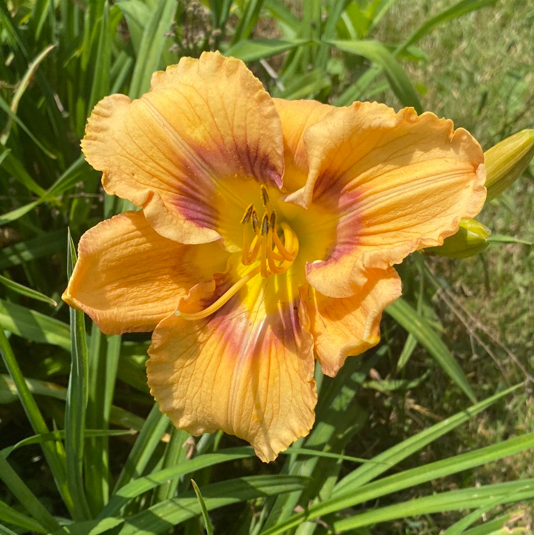 Web of intrigue, Daylily, perennial