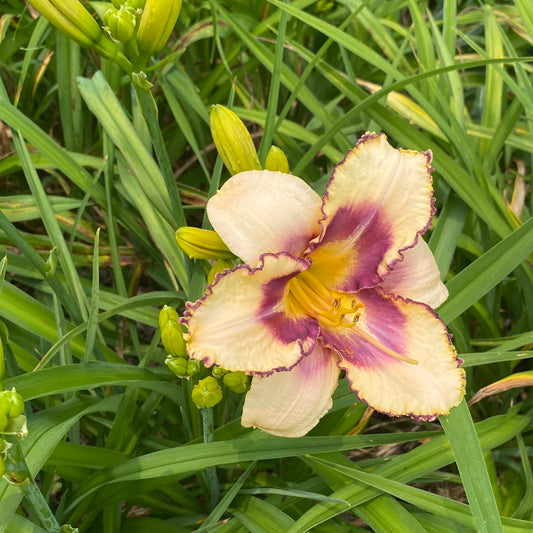 Off beat, perennial Daylily