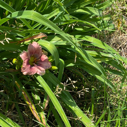 Little blue gill, perennial Daylily