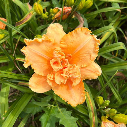 Clark Gable, perennial Daylily