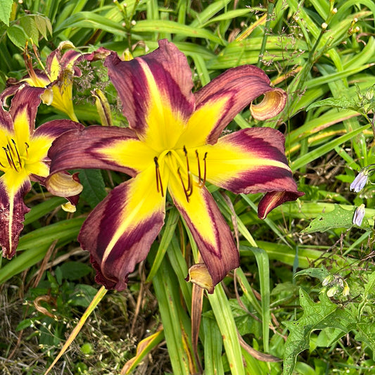 Heavenly whirlybird, perennial Daylily