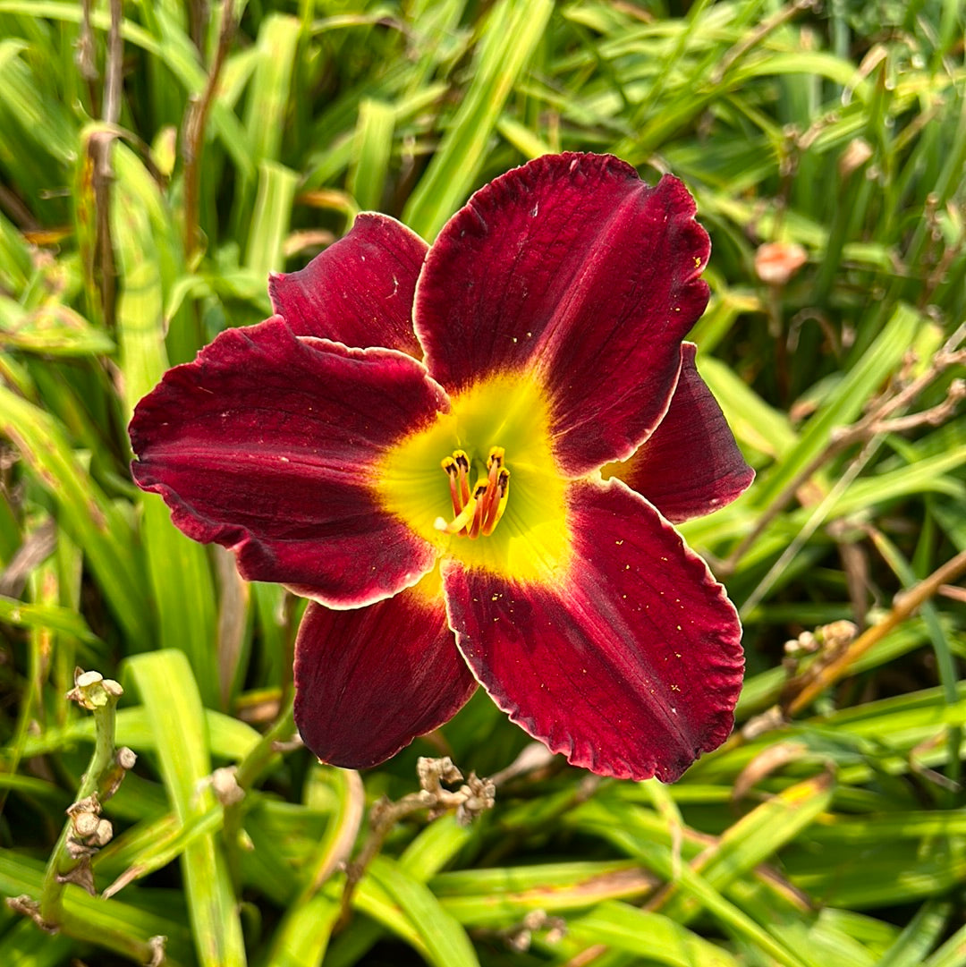 Bryan Paul, perennial Daylily